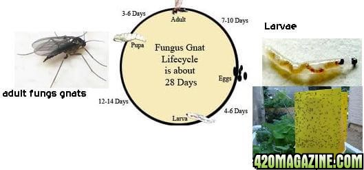 complete-guide-to-retting-rid-of-fungus-gnats.jpg
