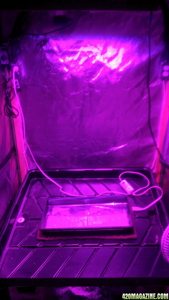 day-1-germination-whole-tent.jpg