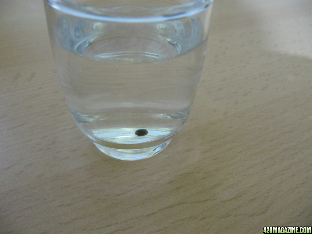 day003_seed_in_glass_water.JPG