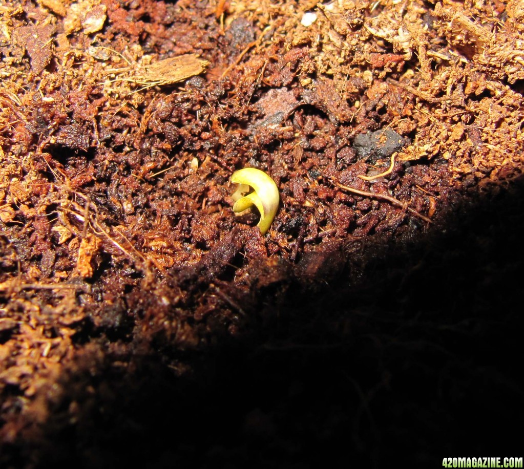 day007_germinated_removed-the-rest-of-the-shell.JPG