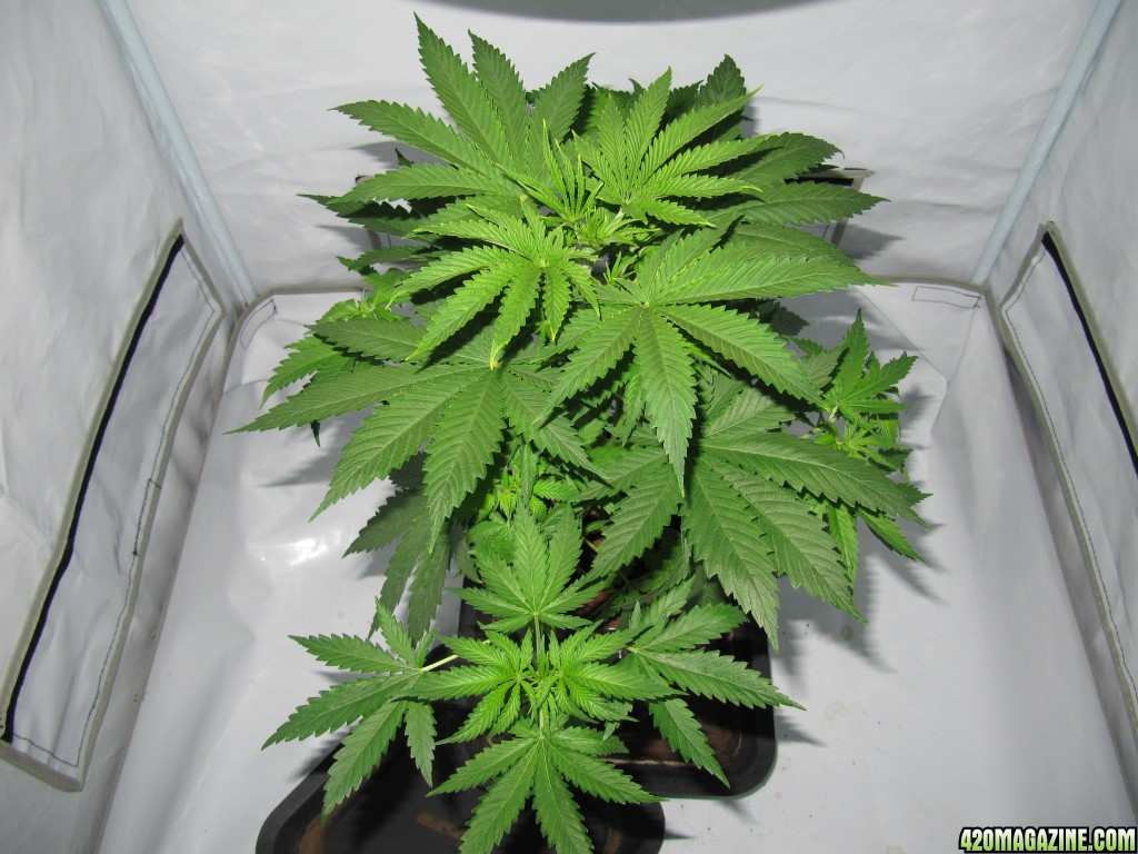 day029_sprouted_day001_12-12.JPG