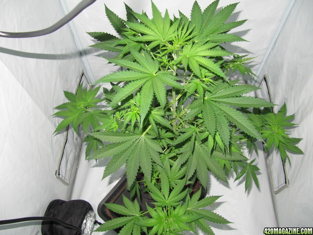 day038_sprouted_day010_12-12_top.JPG
