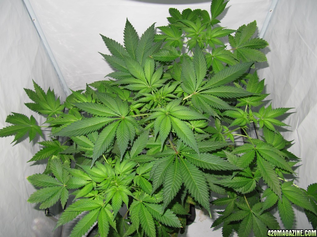 day046_sprout_day014_12-12_.JPG