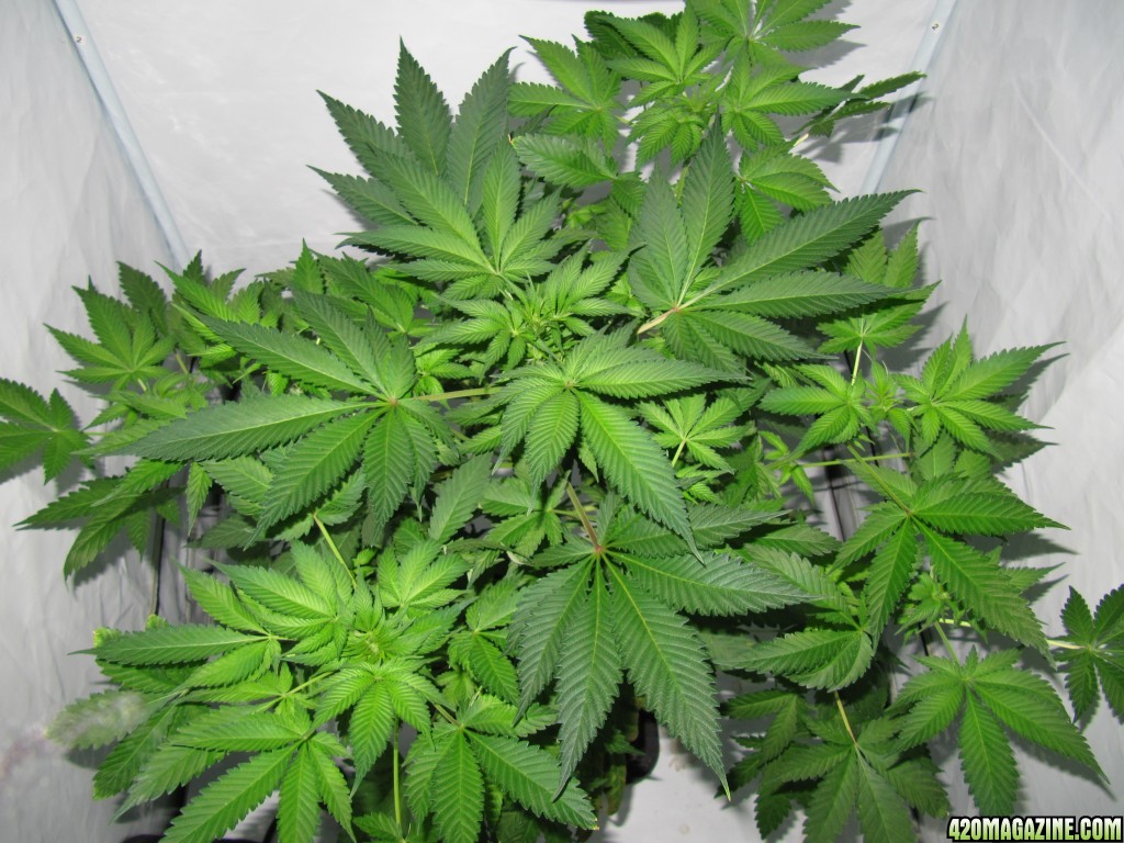 day047_sprout_day015_12-12.JPG