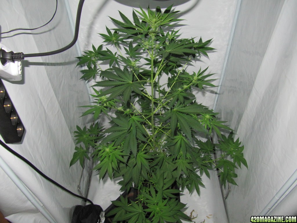 day049_sprouted_day021_12-12_top.JPG