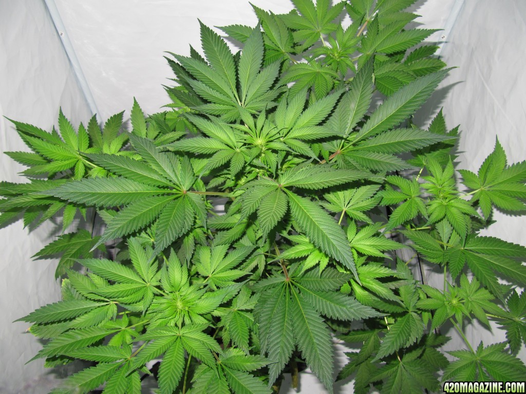 day050_sprout_day018_12-12.JPG
