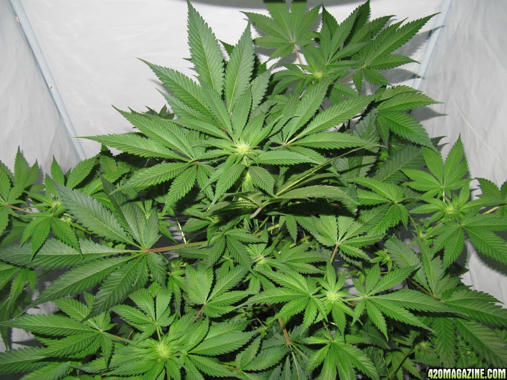 day054_sprout_day022_12-12.JPG