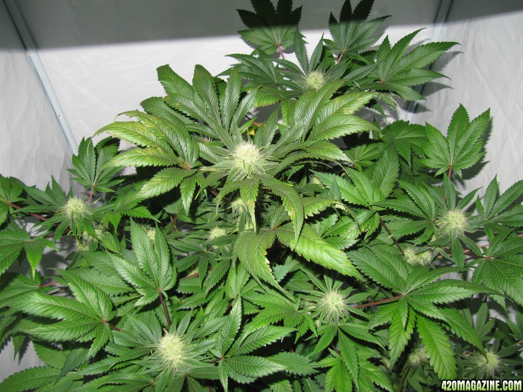 day071_sprout_day039_12-12.JPG