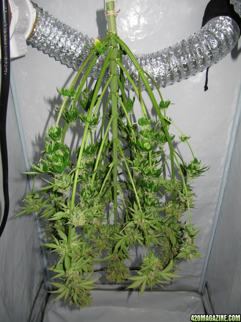 day087_sprout_day055_12-12_2.jpg