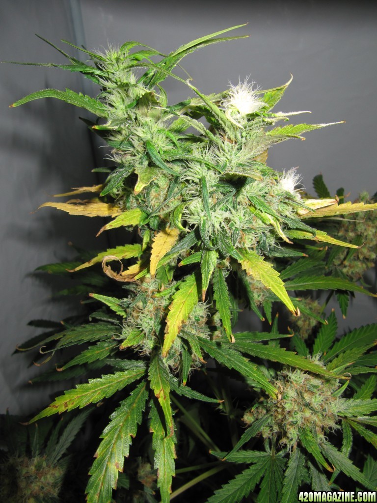 day094_sprouted_day66_12-12_topbud.JPG