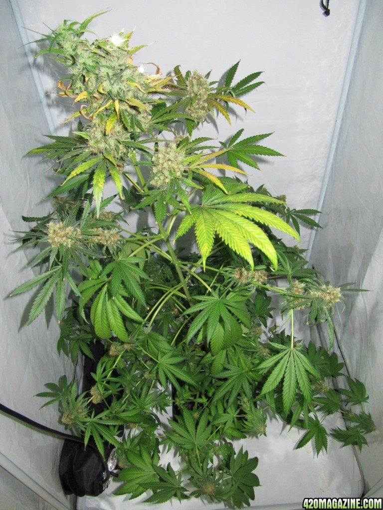 day098_sprouted_day70_12-12_top.JPG