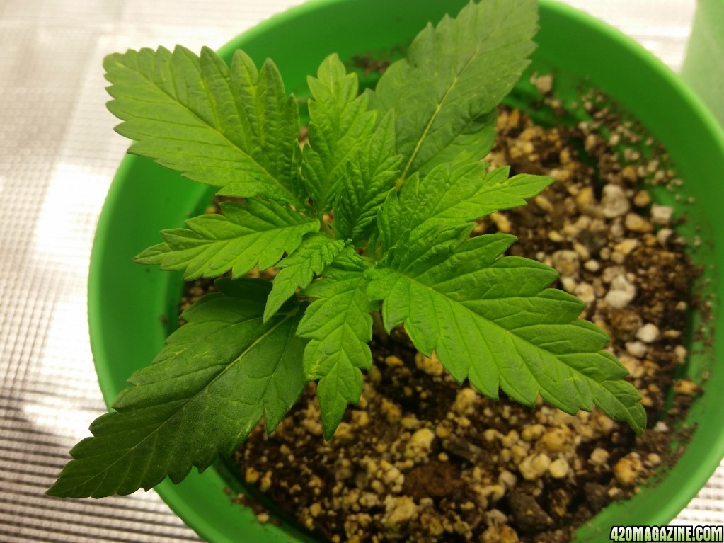 day10_plant_1_top.jpg