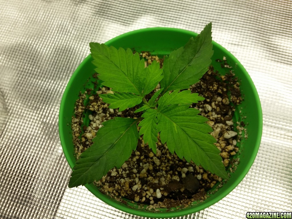 day10_plant_2_top.jpg