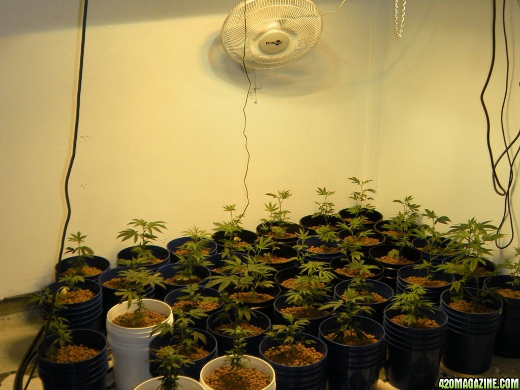 day_13_in_the_grow_room_014.JPG