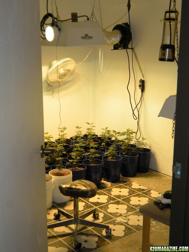 day_13_in_the_grow_room_019.JPG