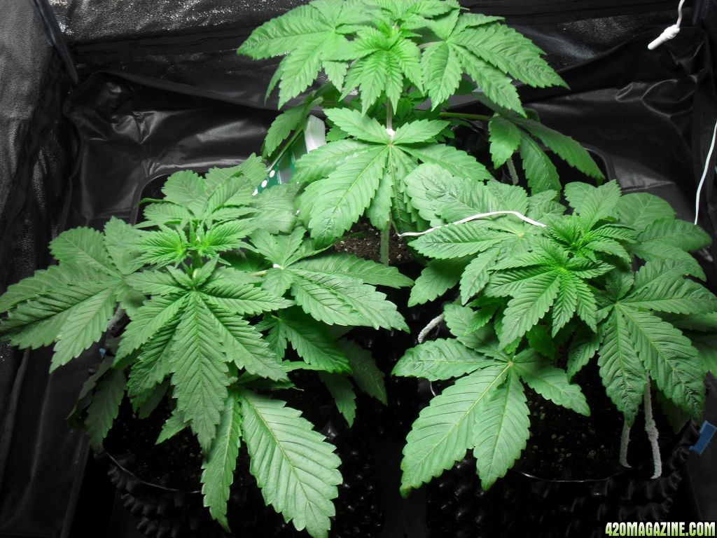 day_28_from_seed_001.JPG