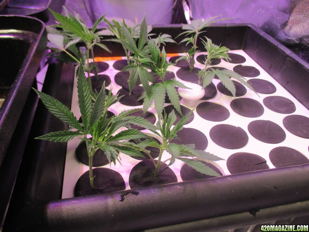 day_53_clones_from_707tb_and_bubblegum.jpg