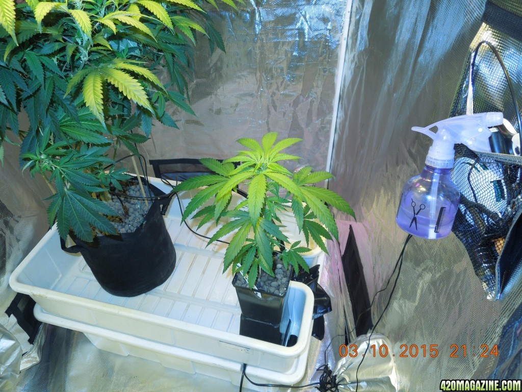 day_93_tent_with_drip_tray_blue_dream.jpg