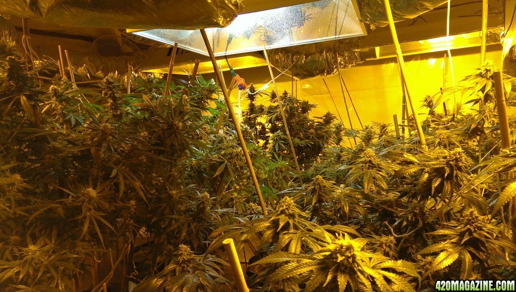 dope_grow_room_2012_5_plants.jpg