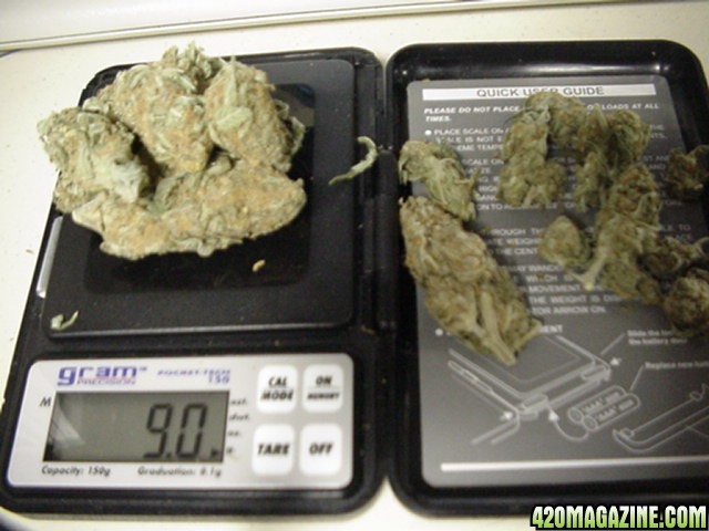 dried_cannabis_buds.jpg