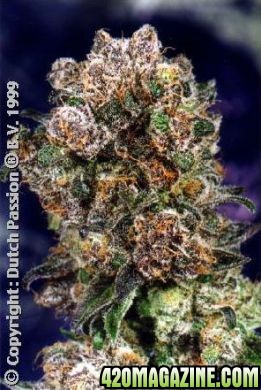 dutch-passion-blueberry-cannabis.jpg