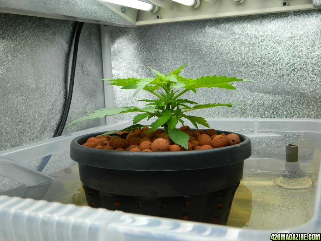 end_week_2_day_17_from_seed_1.JPG