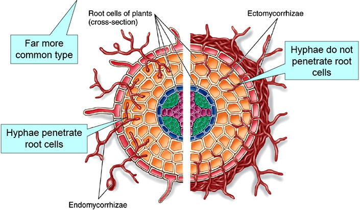 endomycorrhizae-ectomycorrhizae_new_thumb_13_.png