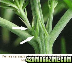 female-cannabis-pistils1.jpg