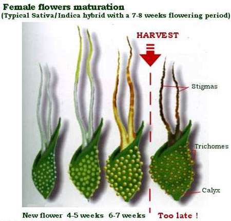 female-flowers-maturation.jpeg