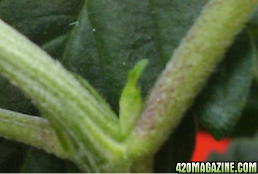 femalepreflower1.jpg