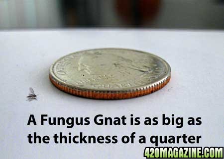 fungus-gnat-quarter-sm.jpg