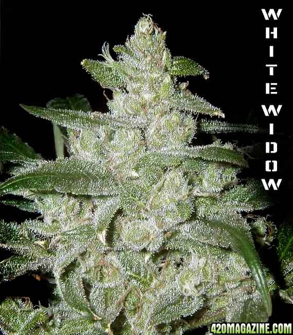 g13-labs-white-widow-cannabis-seeds.jpg