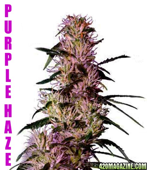 g13-purpl-HAZE-marijuana-seeds.jpg