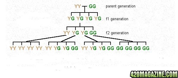 genetics1.JPG