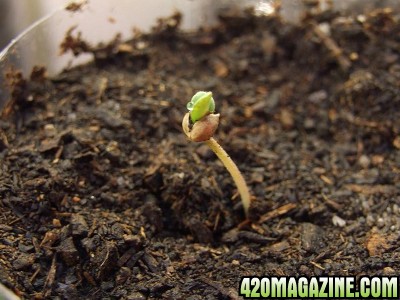 germination6.jpg
