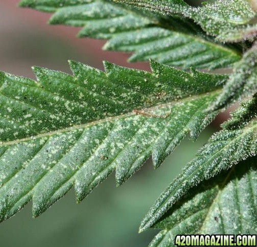 get-rid-of-spider-mites-on-marijuana-plants.jpg