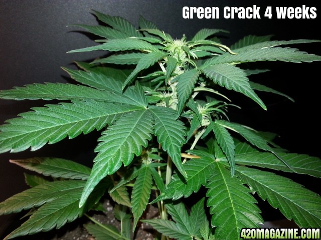 green_crack_25.jpg