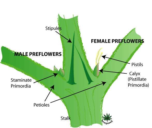 grow-marijuana-outdoors-preflowers.gif