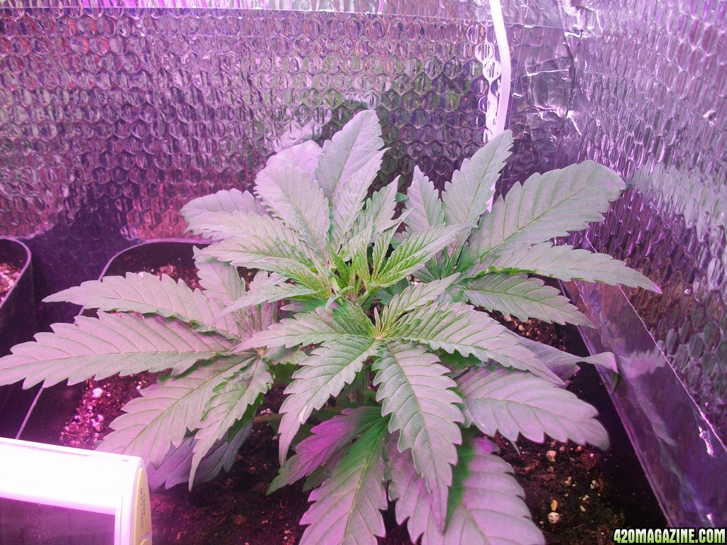 grow_2_blueberry_white_update_003.jpg