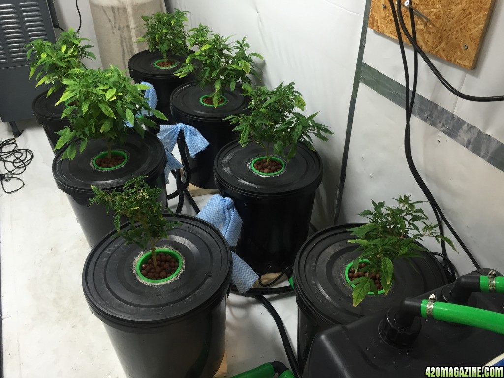grow_room_1_with_plants_in.JPG