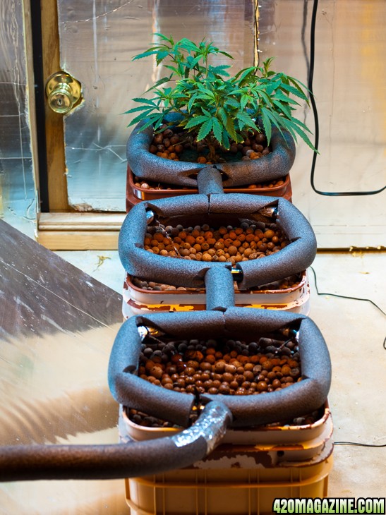 grow_room_9_-_new_water_system_set-up_and_transplant.jpg