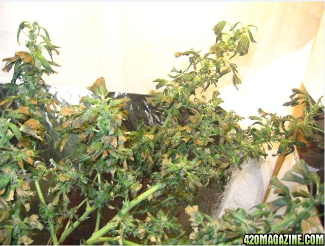 hashplant-beforeharvest1.jpg