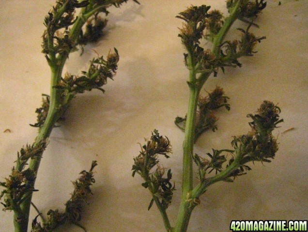 hashplant-harvest8.jpg