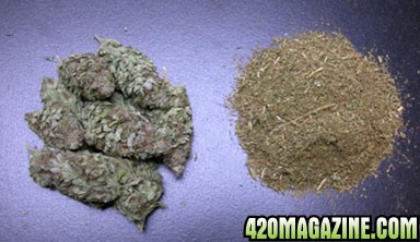 healthcanadacannabis.jpg
