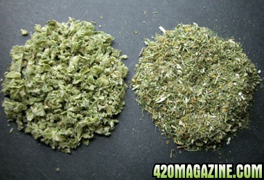 healthcanadacannabis3.jpg