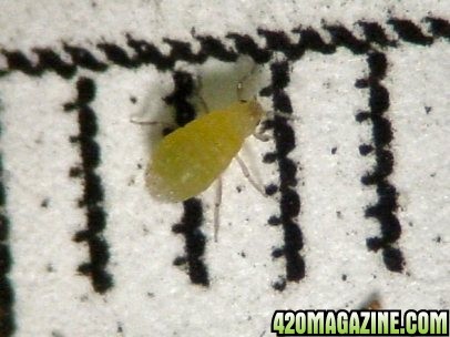 huckleberry-root-aphid-rc.jpg