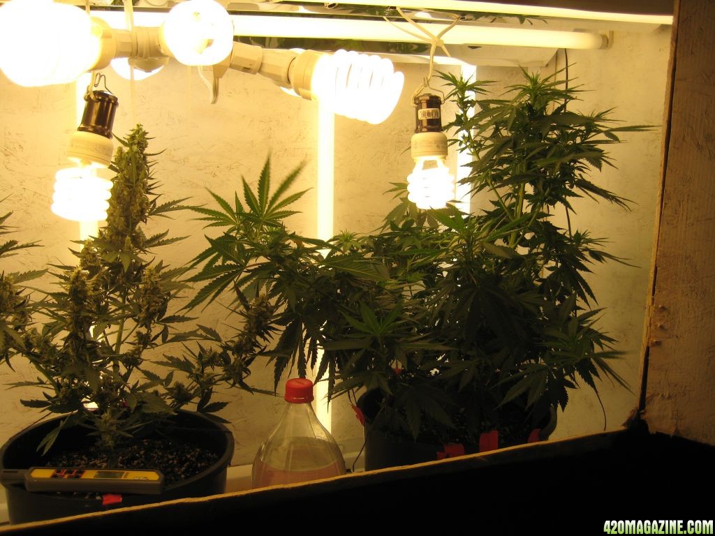 Конопля растет на одной лампе купить в тайланде марихуану