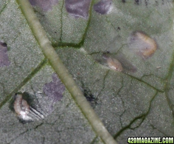 leaf_miner_larvae.jpg