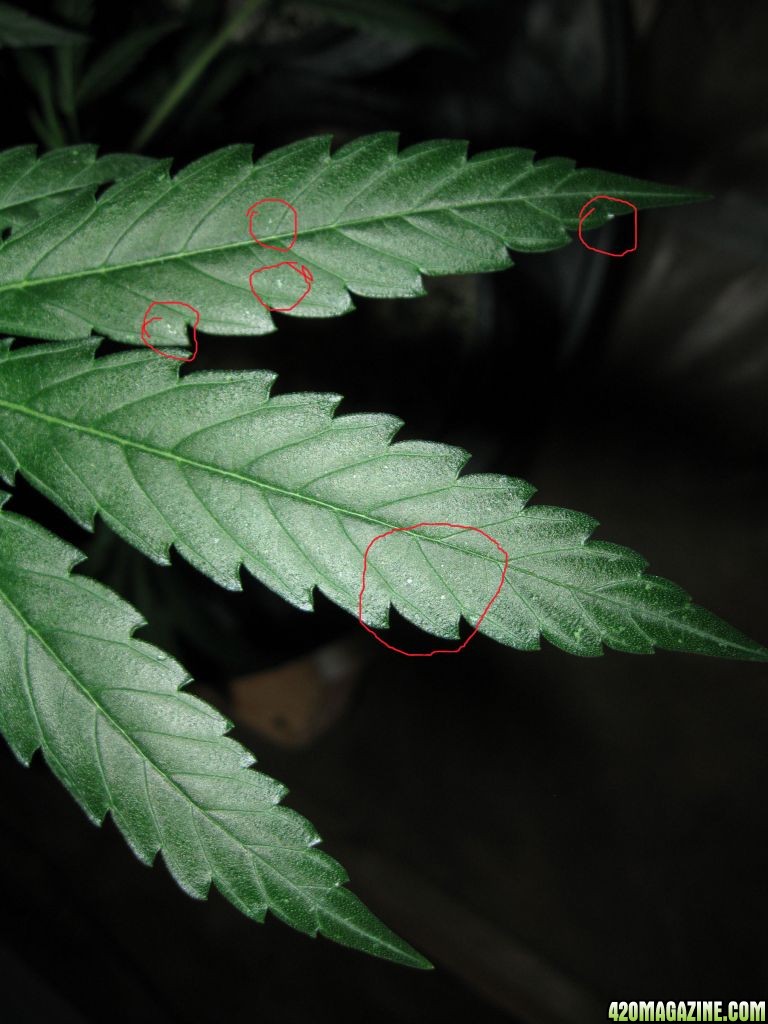 leaf_spots_and_hydro_soil_at_3_weeks_flower_002.JPG