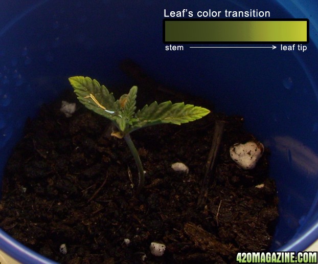 leafs_color.jpg